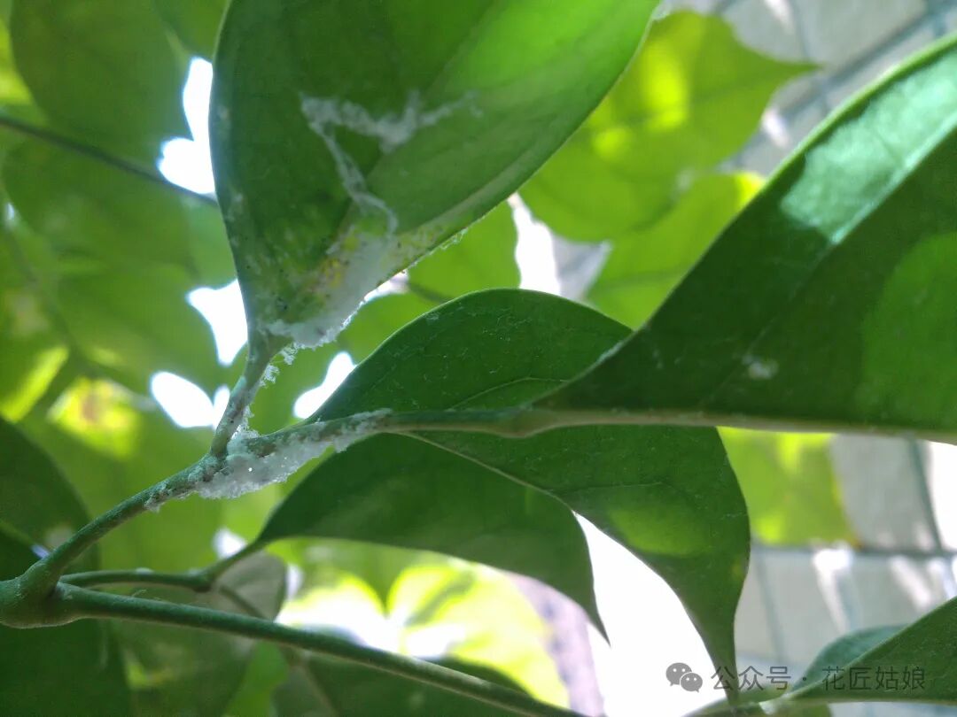 9招教你成为花木医生——提高花木成活率,植物生病不