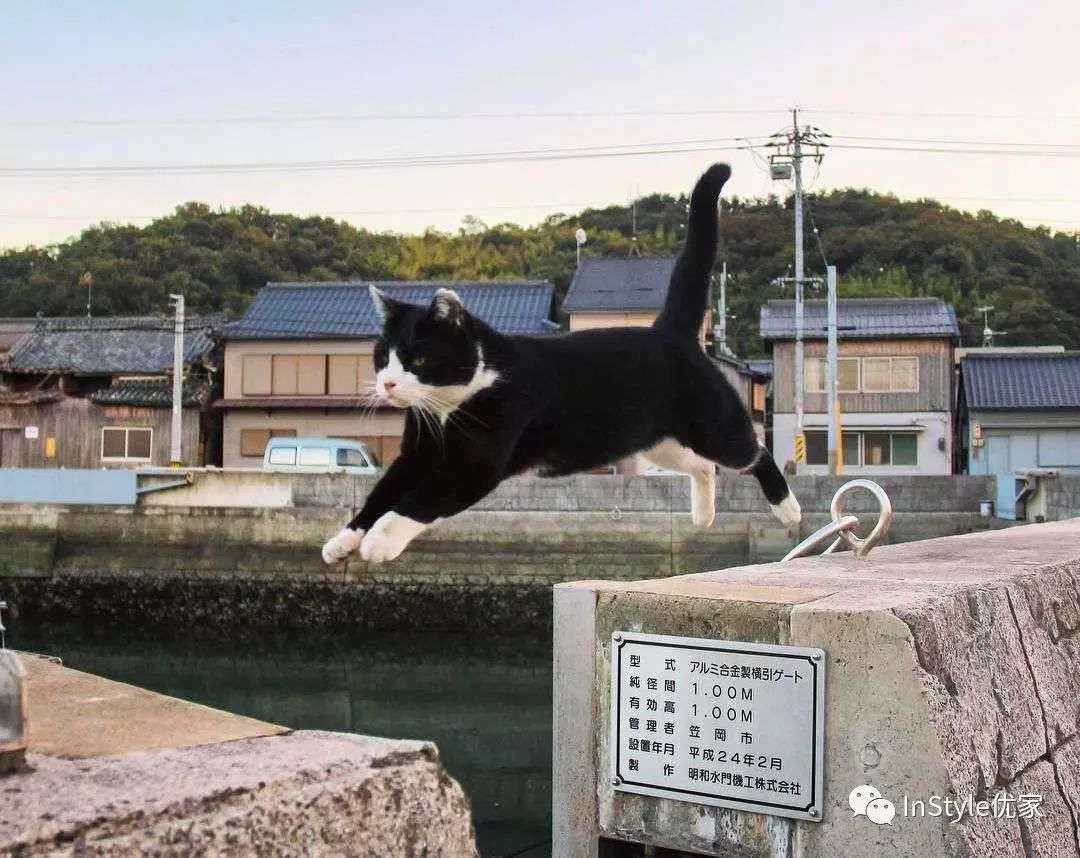 你喝你的猫爪杯我要去日本离岛找猫玩 自由微信 Freewechat