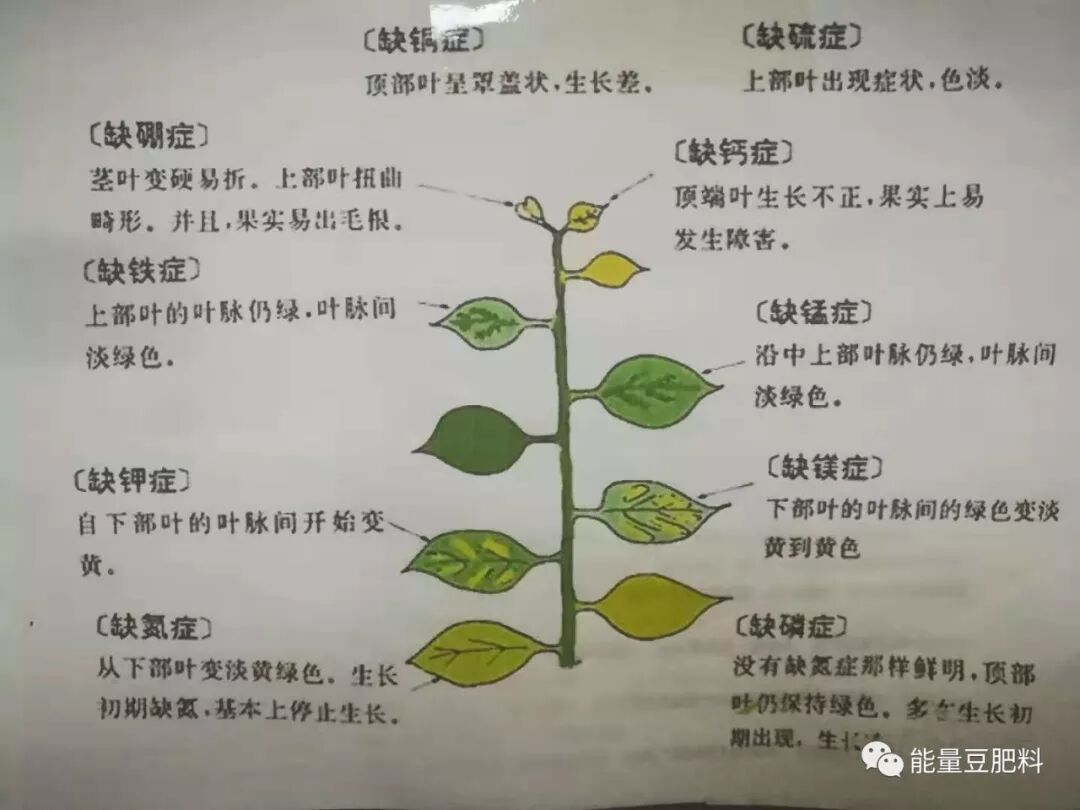 菌肥 探究三 能量豆肥料 微信公众号文章阅读 Wemp