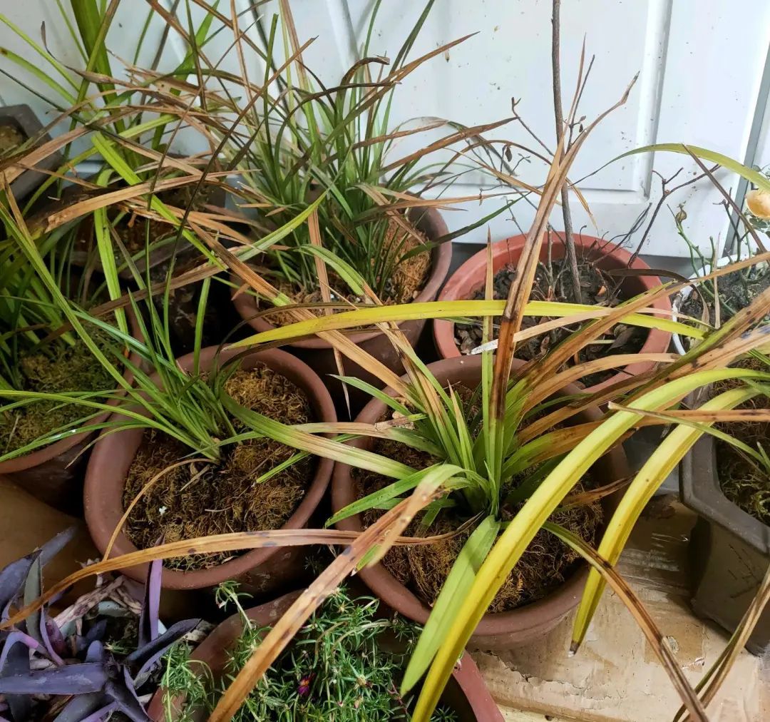 红掌寓意及花语_红掌的风水寓意_红掌风水摆放禁忌