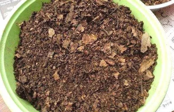 木地板生的蟲(chóng)子怎么消滅_怎樣消滅花土里的蟲(chóng)子_地板生蟲(chóng)子圖片