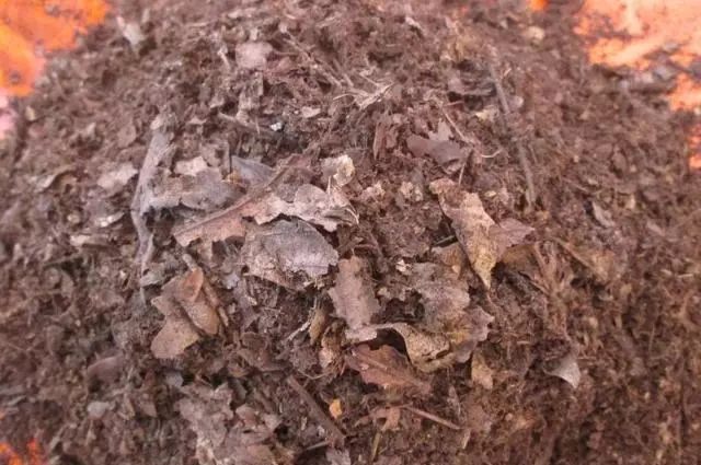 木地板生的蟲(chóng)子怎么消滅_怎樣消滅花土里的蟲(chóng)子_地板生蟲(chóng)子圖片