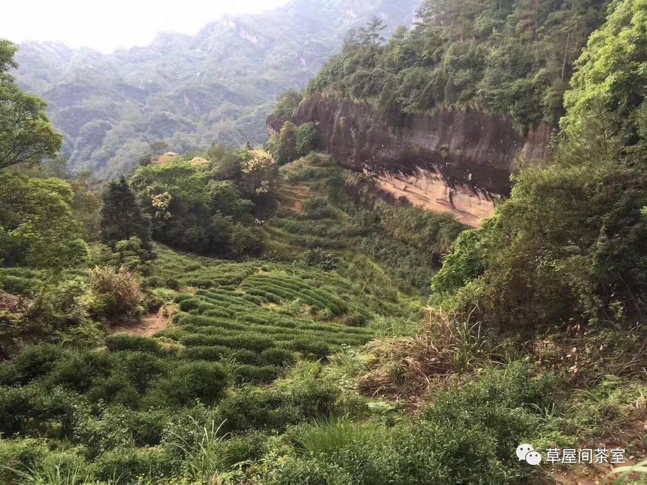 品鑑瑞泉巖鐵羅漢 | 五百羅漢赴王母宴酒醉,羅漢折鐵羅漢栽活