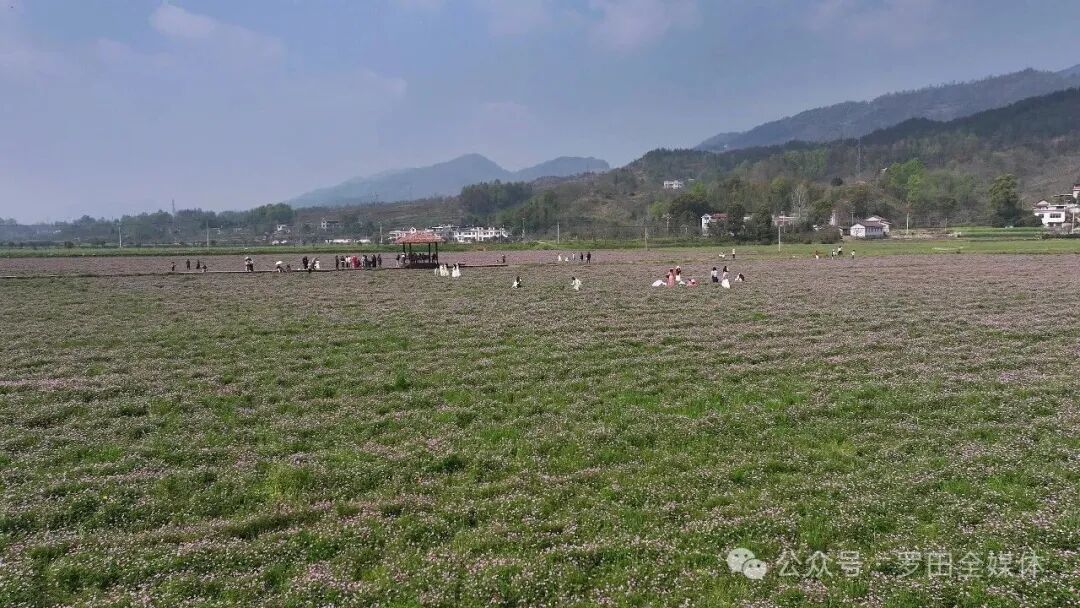 凤山镇紫云英花海：感受罗田乡村文旅春潮涌动