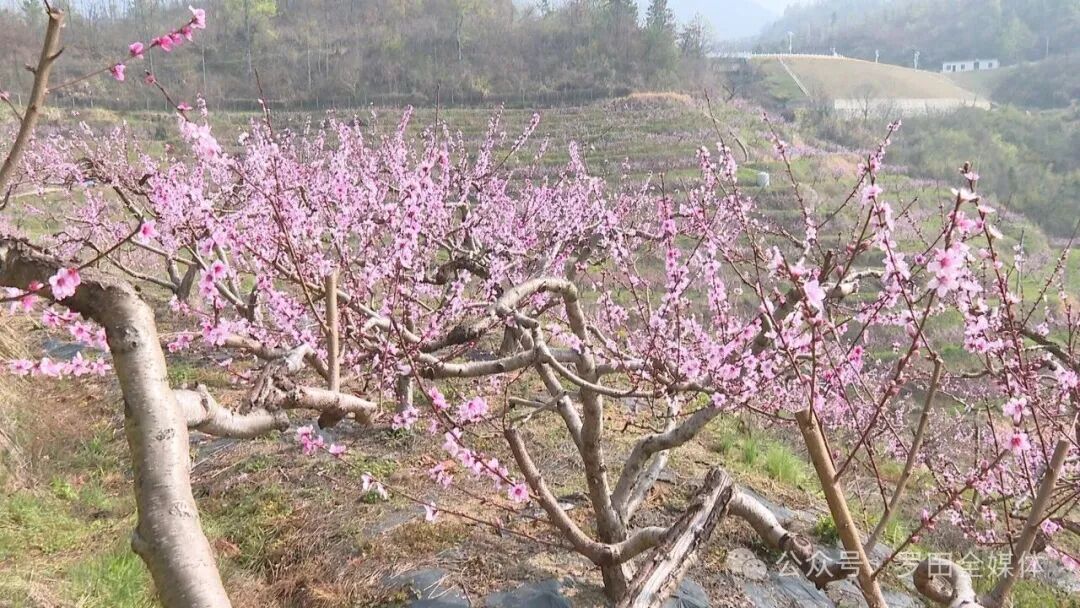 凤山镇：春季花海醉游人  生态乡村入画来