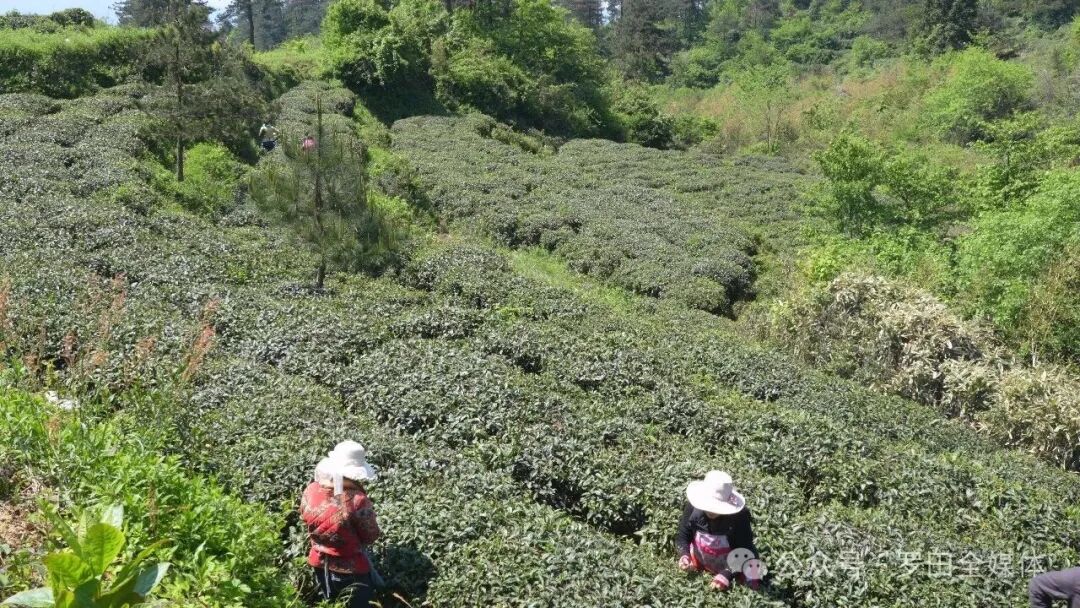高山育好茶 生态溢茶香： 胜利李如乔生态茶园春茶采摘正当时