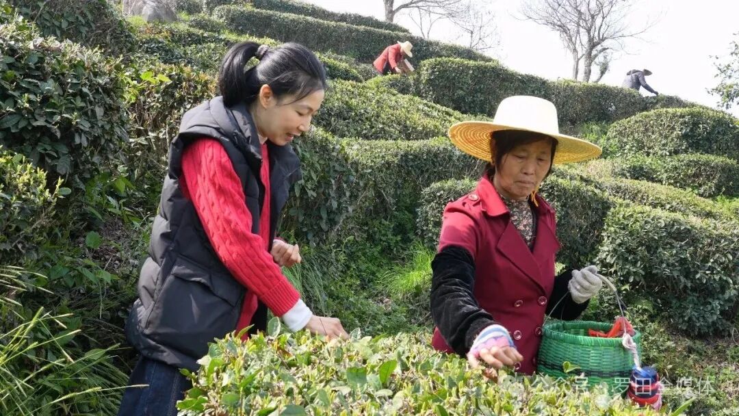 云雾萦绕茶山美 平湖新茶溢清香