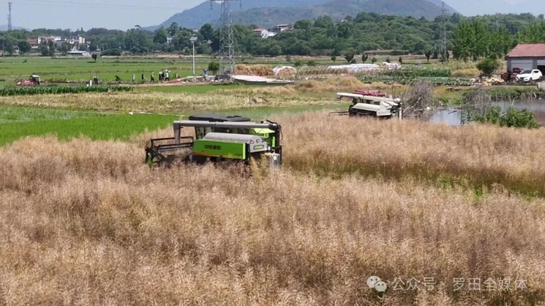 金黄遍地！三里畈镇抢抓晴好天气开启夏收模式