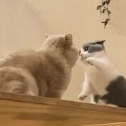 小猫咪无力的小拳拳