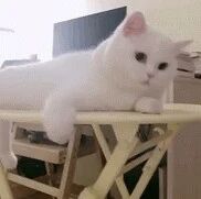 这就是猫中刘亦菲吧