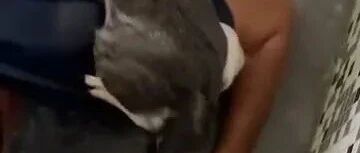 给猫猫洗澡结果洗成案发现场，感受到了双方的绝望...