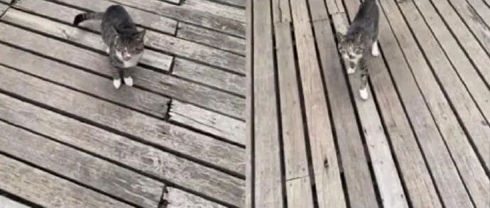 苏州大学唯一没有学位证的猫咪，原因笑死了哈哈哈