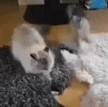 带娃总得疯一个，​小猫：指定有点毛病！