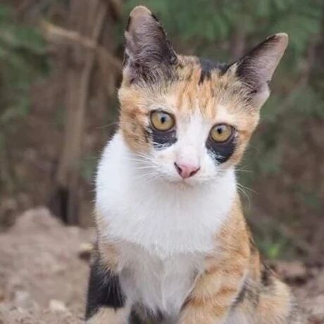 调休加班 导致睡眠不足的 黑眼圈喵星人