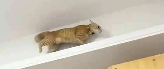 这猫有点多动症，活泼过头了吧