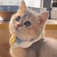 原来猫咪也有背影杀