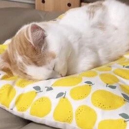 说，这只猫是不是放假在家的你！