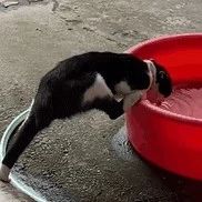 这猫猫喝水姿势也太销魂了吧哈哈哈哈哈....
