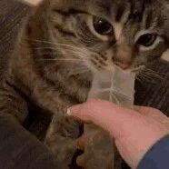 猫猫吸了猫薄荷以后的迷惑反应，一秒失智！