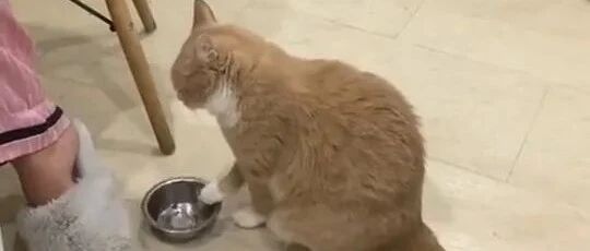 喵星人：救救孩子吧，难道我暗示得不明显吗？