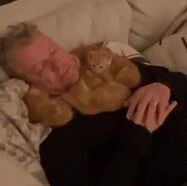 猫咪：我们来组成头部