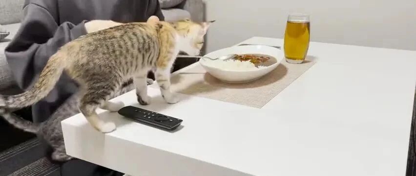 这就是猫咪永动机吧？