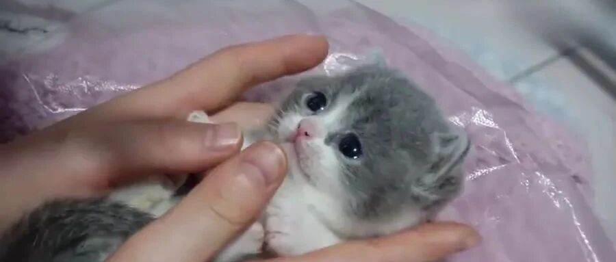 真猫教学，如何让小奶猫主动贴贴！