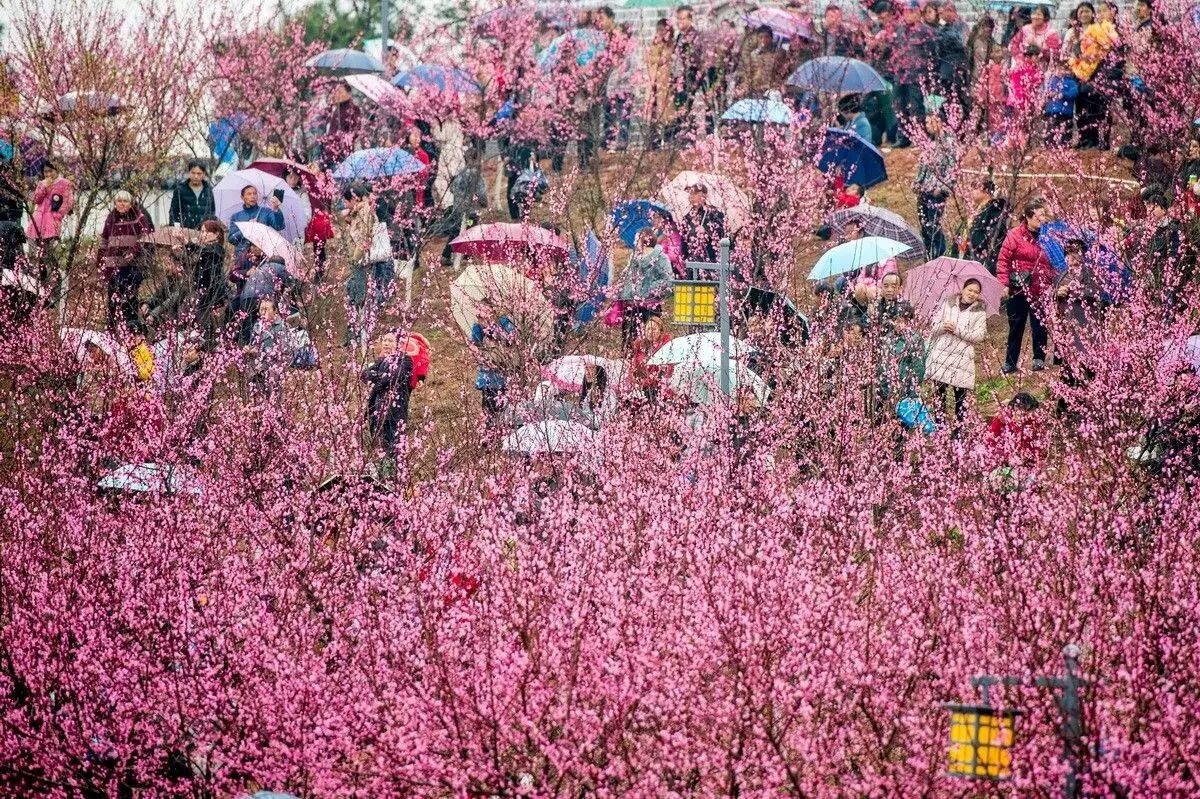 22万游客捧热湘赣边首届桃花节 "桃花朵朵开"主题摄影赛截稿在即