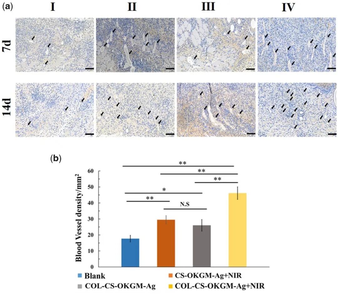 医用抗菌水凝胶怎么用RB 速递 ｜ 四川大学魏清荣副研究员团队：基于胶原蛋白的可注射自修复多功能水凝胶在感染性伤口再生修复中的应用_https://www.jmylbn.com_新闻资讯_第8张
