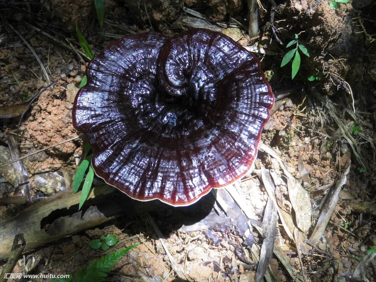 灵芝孢子粉是啥病都能吃的灵药？中医专家这样说！
