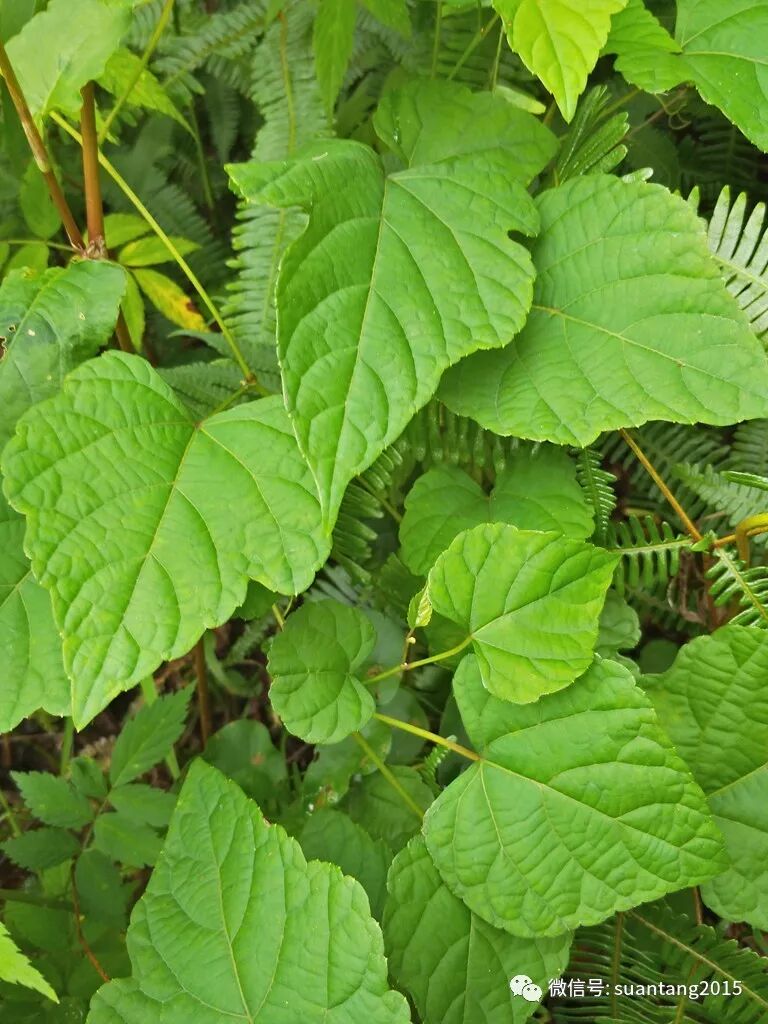 坪上的这几种植物 你都认识吗 唱响坪上 微信公众号文章阅读 Wemp