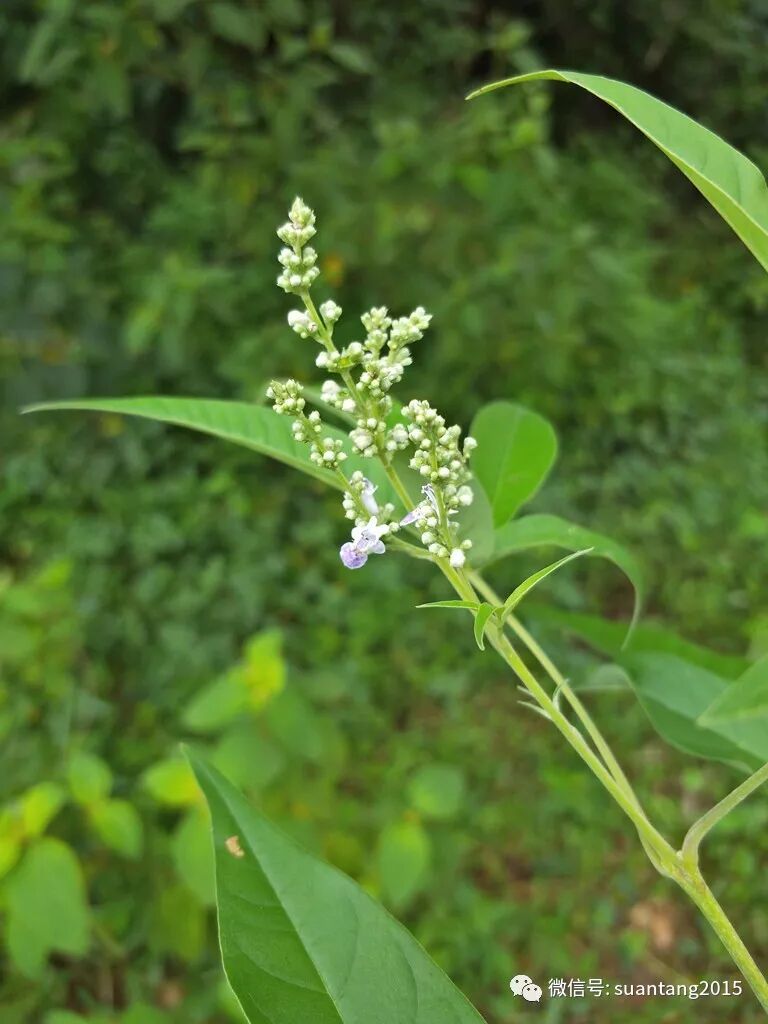 坪上的这几种植物 你都认识吗 唱响坪上 微信公众号文章阅读 Wemp