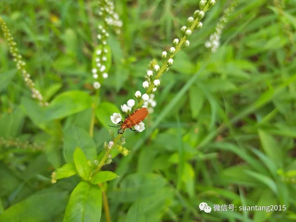 坪上的这几种植物 你都认识吗 唱响坪上 微信公众号文章阅读 Wemp