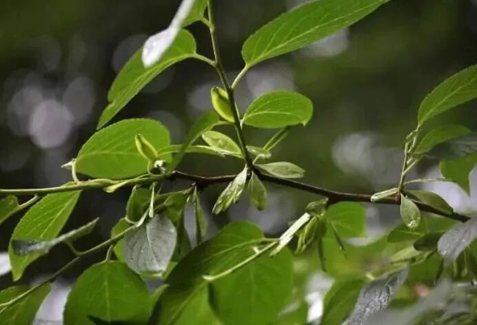 农村一种树木，树皮比木材值钱，是名贵滋补药材，现一斤20元