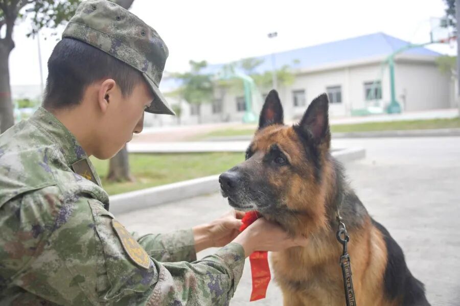 军犬雪豹,退役! - 东部战区 - 微信公众号文章 - 微小领