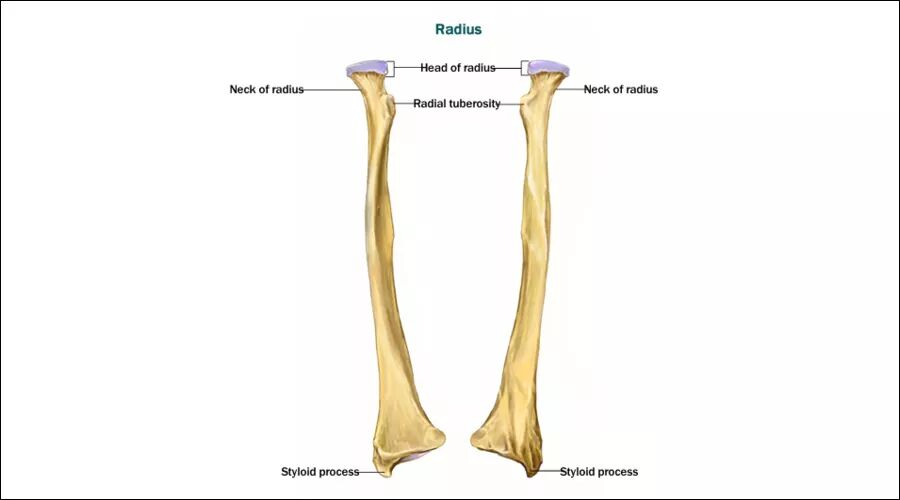 医学英语早自习 Styloid 悟理志聊 微信公众号文章阅读 Wemp