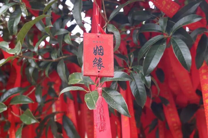 武夷山旅游攻略，只此一篇就够了！