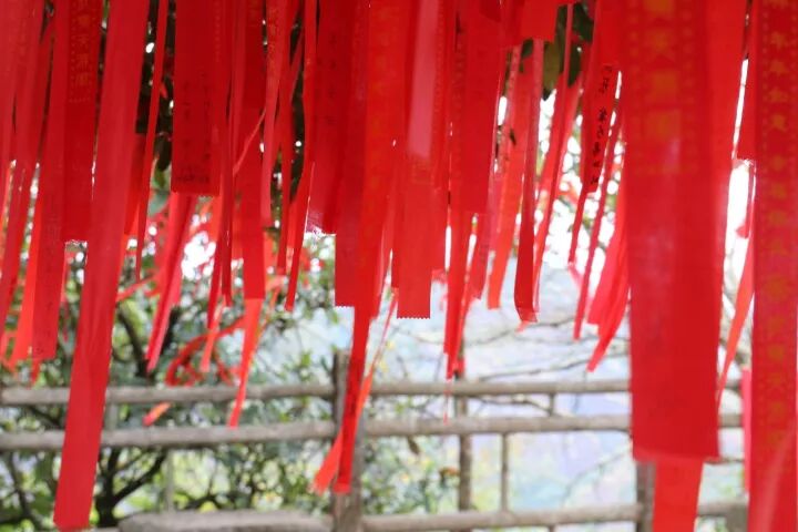 武夷山旅游攻略，只此一篇就够了！