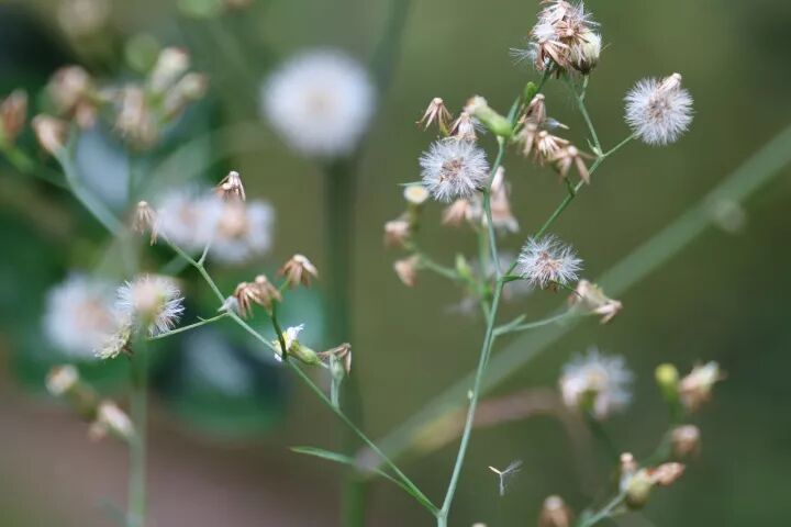 武夷山旅游攻略，只此一篇就够了！