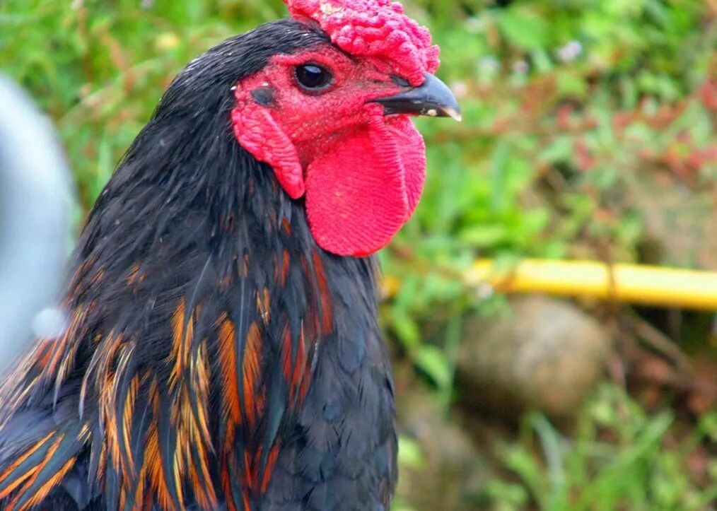 故事|恶鬼怕九斤重的红冠大公鸡胜过神仙