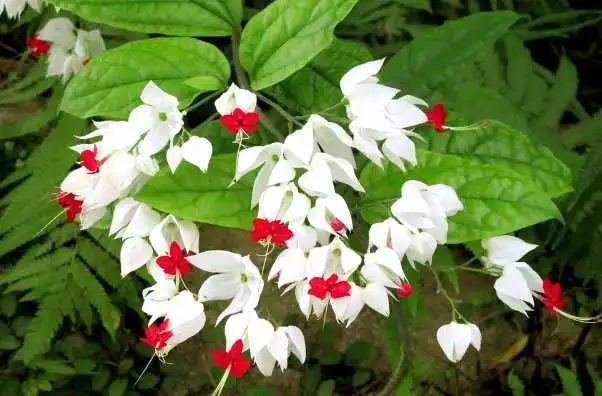 怎么给花施肥?养花人必学,看过来! 怎么给花施肥?养花人必学,看过来!