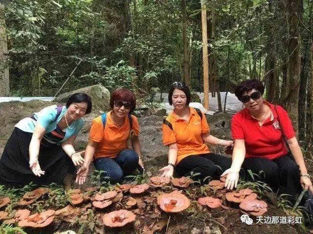 世界灵芝看中国，中国灵芝看安惠！安惠走向世界的灵芝！