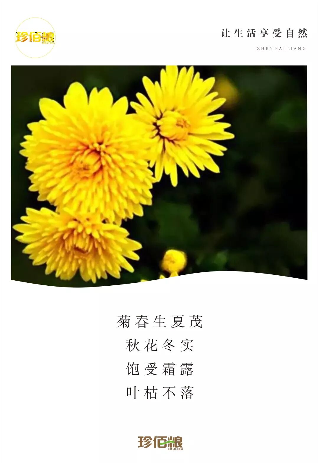 菊 春生夏茂 秋花冬实 珍佰粮行 微信公众号文章阅读 Wemp