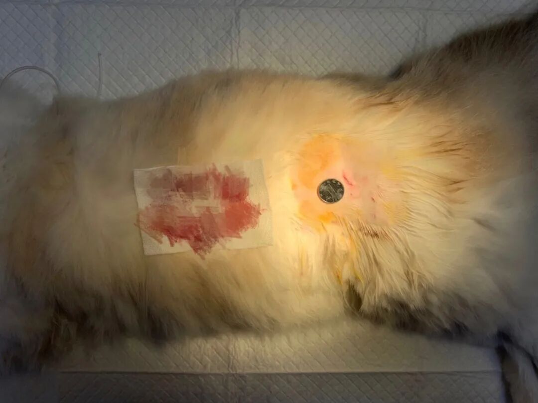 宠物呼吸麻醉怎么收费@宠爸宠妈，从绝育就做到极致…这家好评满满的de『五星级连锁宠物医院』来三水了！_https://www.jmylbn.com_新闻资讯_第42张