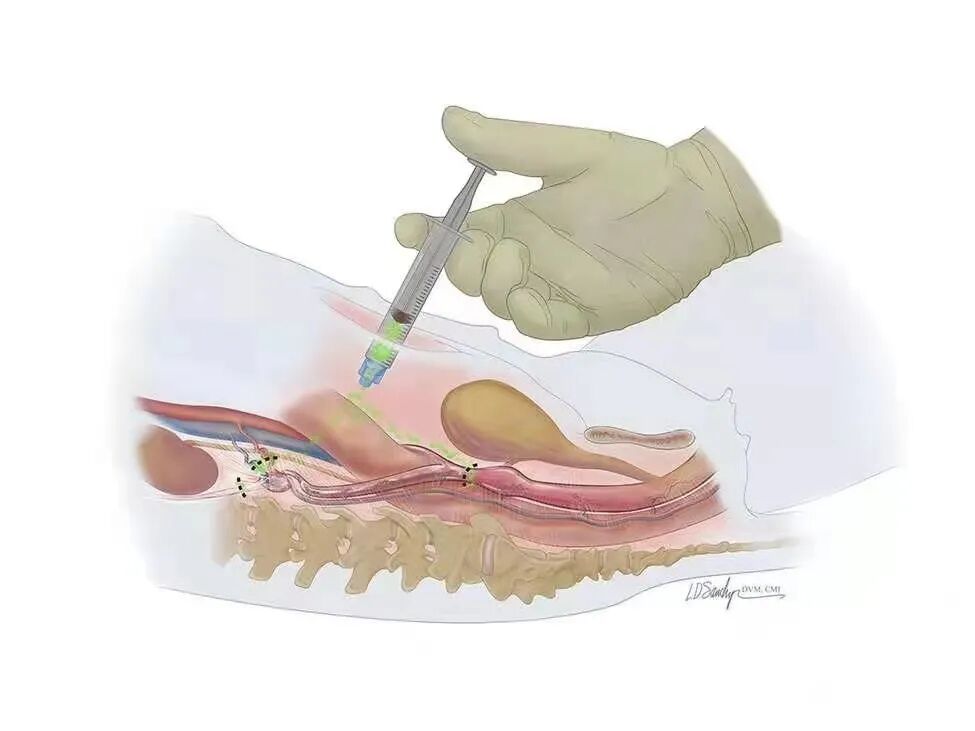 宠物呼吸麻醉怎么收费@宠爸宠妈，从绝育就做到极致…这家好评满满的de『五星级连锁宠物医院』来三水了！_https://www.jmylbn.com_新闻资讯_第40张