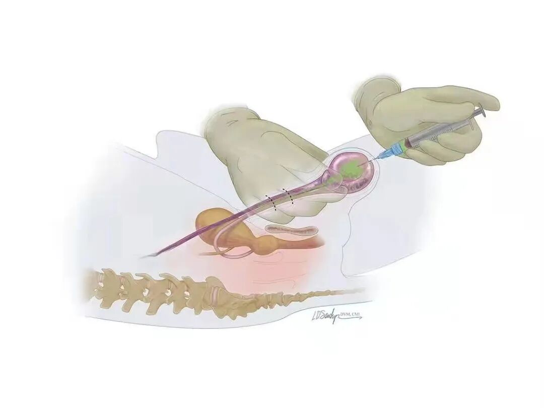 宠物呼吸麻醉怎么收费@宠爸宠妈，从绝育就做到极致…这家好评满满的de『五星级连锁宠物医院』来三水了！_https://www.jmylbn.com_新闻资讯_第41张