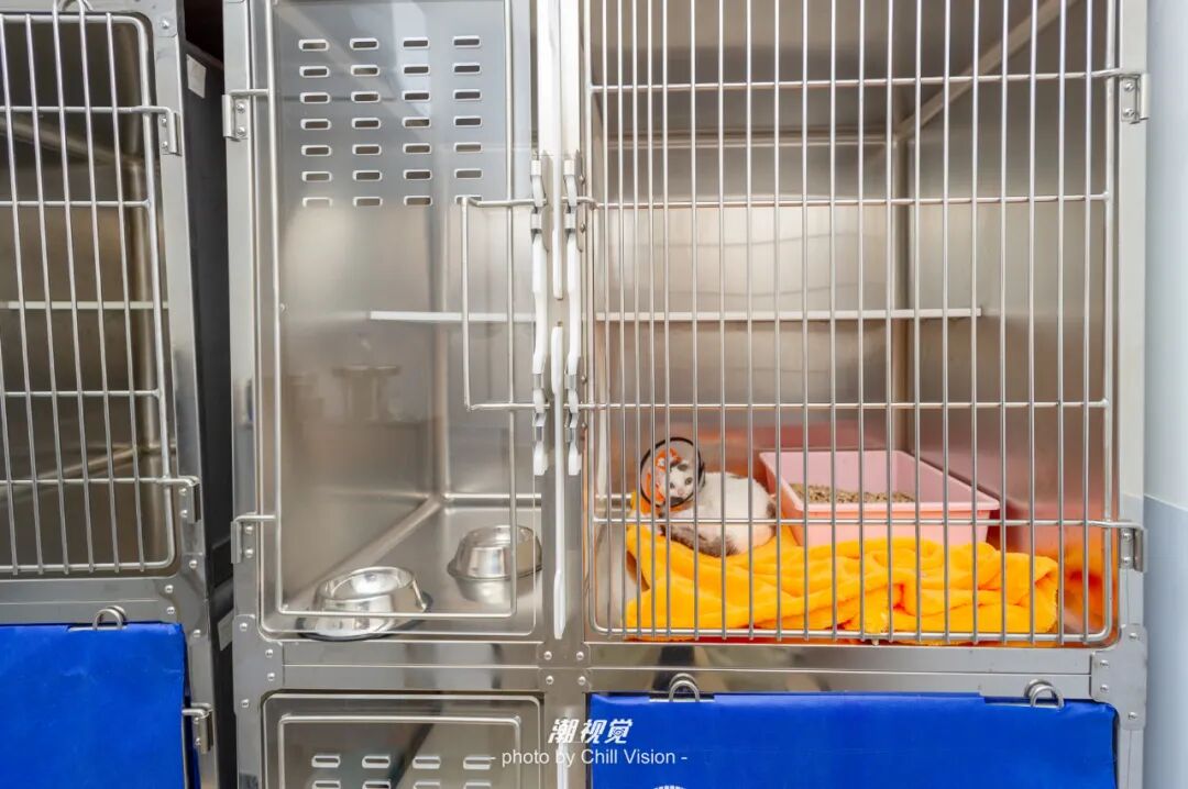 宠物呼吸麻醉怎么收费@宠爸宠妈，从绝育就做到极致…这家好评满满的de『五星级连锁宠物医院』来三水了！_https://www.jmylbn.com_新闻资讯_第45张