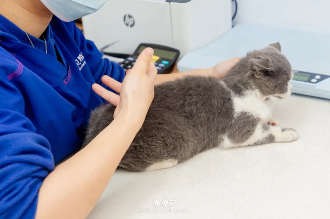 宠物呼吸麻醉怎么收费@宠爸宠妈，从绝育就做到极致…这家好评满满的de『五星级连锁宠物医院』来三水了！_https://www.jmylbn.com_新闻资讯_第8张