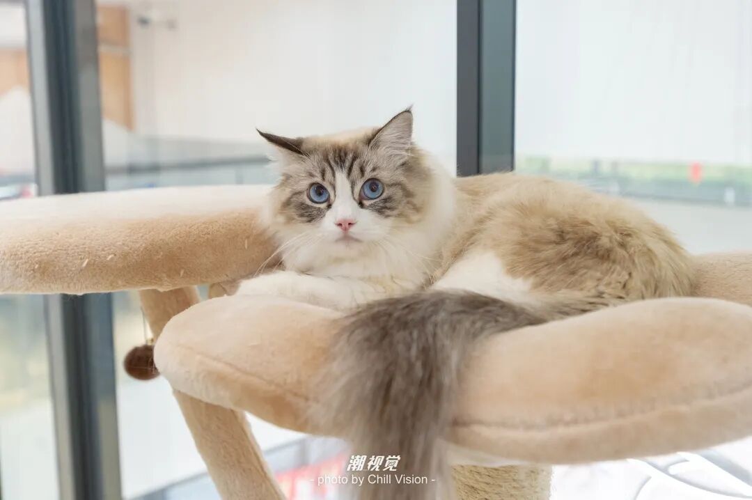 宠物呼吸麻醉怎么收费@宠爸宠妈，从绝育就做到极致…这家好评满满的de『五星级连锁宠物医院』来三水了！_https://www.jmylbn.com_新闻资讯_第32张