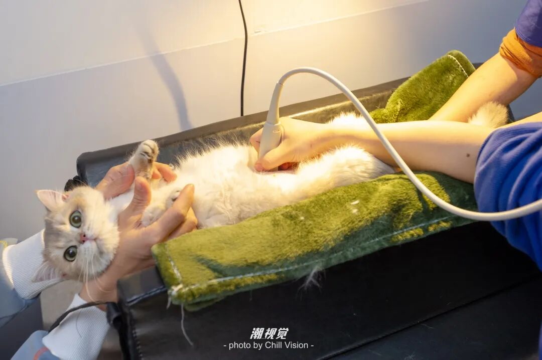 宠物呼吸麻醉怎么收费@宠爸宠妈，从绝育就做到极致…这家好评满满的de『五星级连锁宠物医院』来三水了！_https://www.jmylbn.com_新闻资讯_第28张